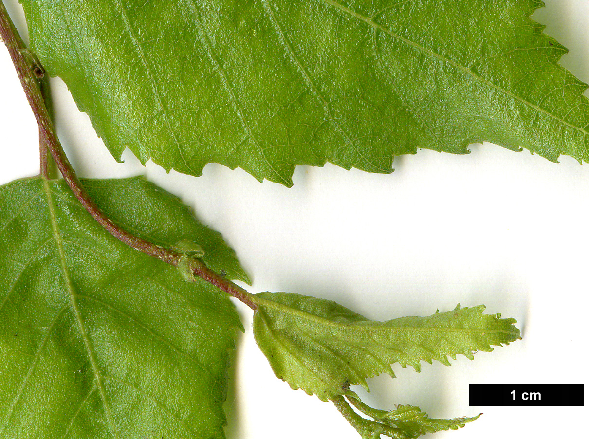 High resolution image: Family: Betulaceae - Genus: Betula - Taxon: pendula - SpeciesSub: subsp. szechuanica